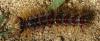 Lymantria dispar